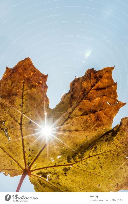 Autumn leaf with sun rays Maple leaf Leaf Sun Sunlight Nature Glittering Illuminate Faded Authentic Broken naturally Hope Humble Death Ease Limp Autumnal Dyeing