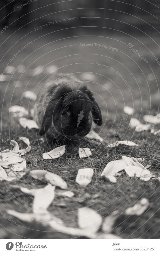 Cuddly dwarf ram nibbles on the leaves of a magnolia Dwarf ram Pygmy rabbit pygmy hare Soft Black cuddly cuddly soft dear Pelt Cute Animal Pet Animal portrait