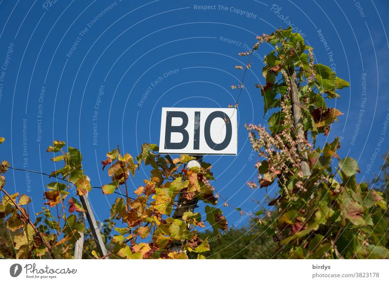Organic wine, sign with the inscription " BIO " in a vineyard, cloudless sky. Organic farming organic Organic wine growing Organic produce wingert Vine vines