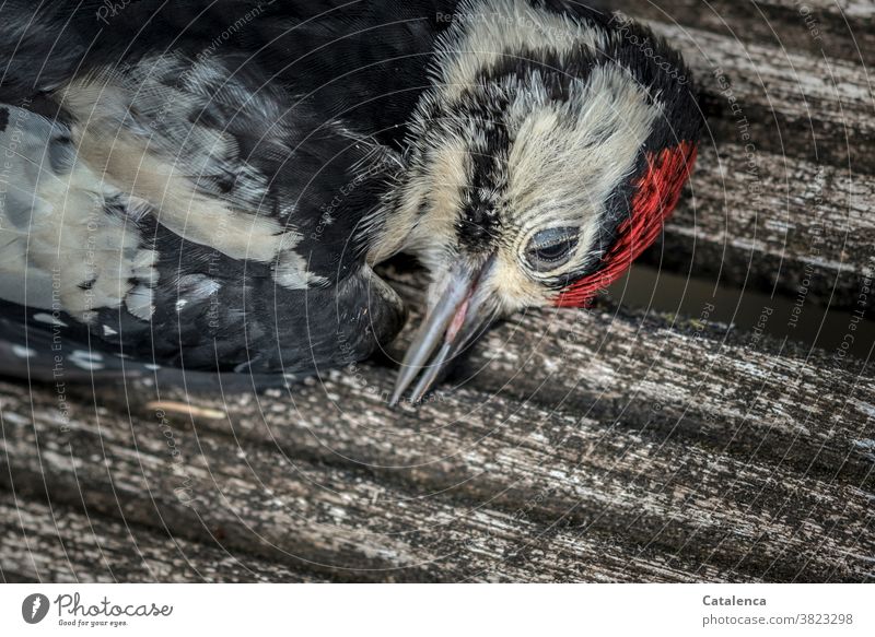 Close-up of a dead spotted woodpecker fauna Animal Bird Woodpecker Spotted woodpecker Wild animal animal portrait Death deceased transient