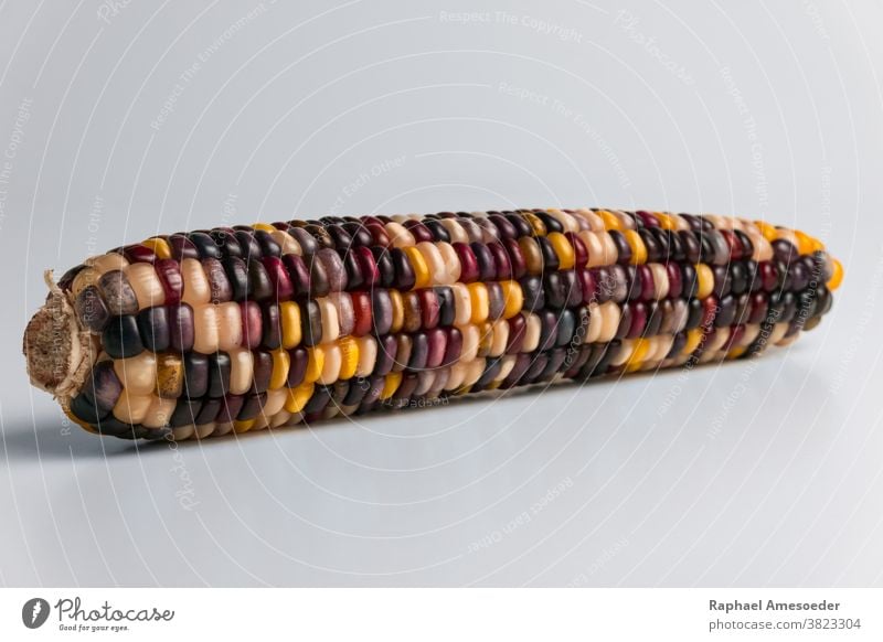 Multi colored corncob of fall harvest, studio shot agriculture autumn background close-up closeup colorful cooking crop decoration decorative dry eating farm