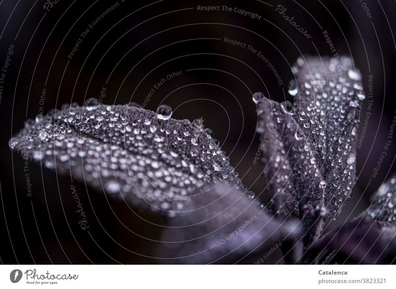 Sage leaf with drops of water Nature flora Plant shrub Leaf raindrops Drops of water Rain Wet thrive and prosper Bad weather Summer Black purple Garden Fresh