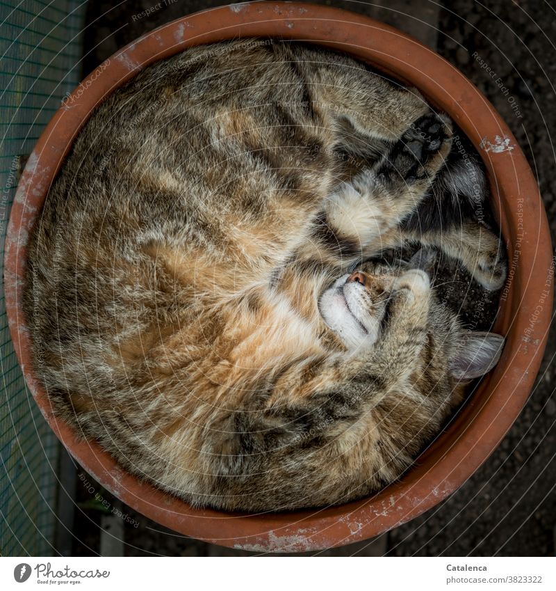 Occupied | Favorite sleeping place flowerpot Nature fauna Cat Animal Tieger cat Domestic cat Sleep Flexible Flowerpot Tone terracotta relaxation Animal portrait