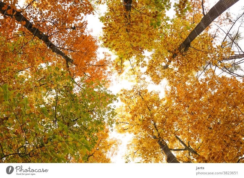autumn sky Autumn Sky trees Forest leaves variegated Deciduous tree Nature Tree Landscape Leaf Exterior shot Environment Deserted Colour photo naturally Light