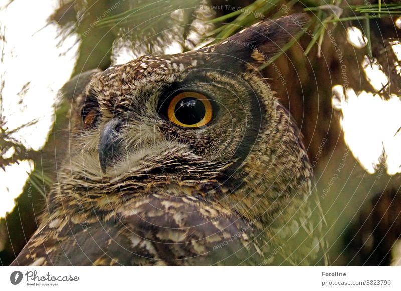 Big eagle owl is watching you - or a big eagle owl looks around attentively. Eagle owl Animal Owl birds Colour photo Wild animal Bird Exterior shot 1