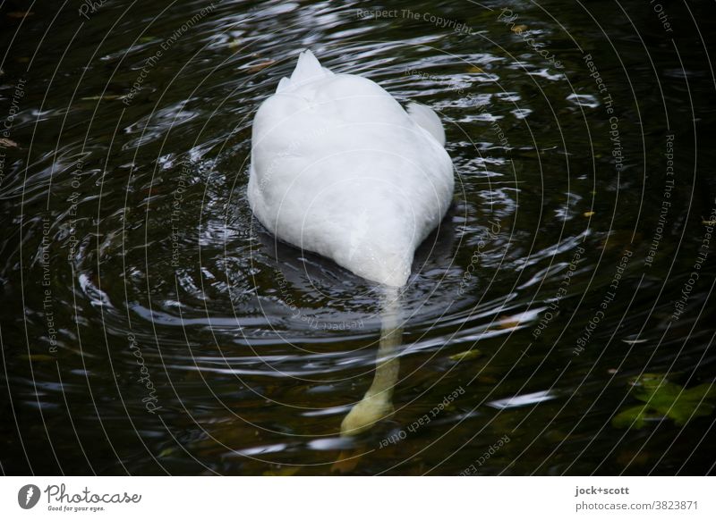 Head in the water, tail in the air Swan Wild animal Full-length Animal portrait 1 forage Water Nature Surface of water Habitat go underground Bird Environment