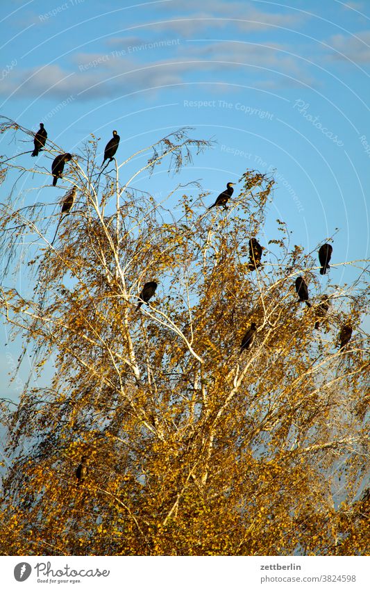 cormorants Evening approach Brandenburg dim light Twilight Autumn Sky Chain Linum Nature nature conservation shoofy Flock Sunset Environmental protection Bird