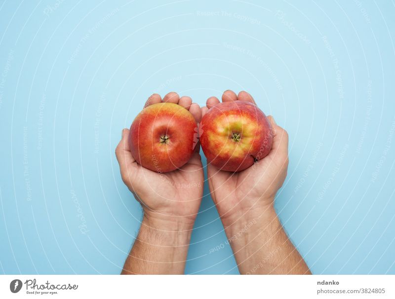 two male hands hold a ripe red apple on a blue background adult arm closeup diet food fresh freshness fruit give giving harvest health healthy human juicy