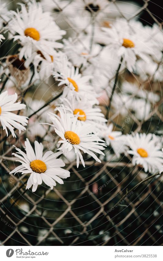 Bunch of daisies near a fence with super big petals sunflower daisy white beautiful nature closeup white background floral nobody gold oxeye studio shot colours