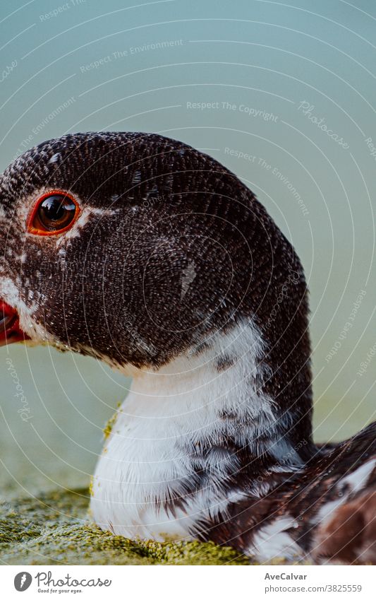 Close up of a duck and his eye male closeup brown poultry isolated animal photo white background bird wild adult farm colours female nature black blue