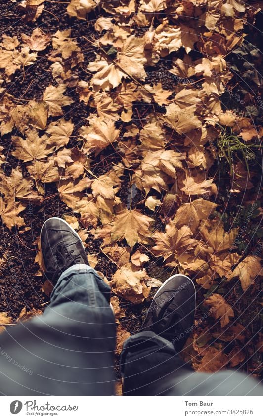 Autumn walk man in jeans walks on leaf-covered path Bird's-eye view Colour photo Exterior shot Leaf Autumnal Autumn leaves Brown Multicoloured Autumnal colours