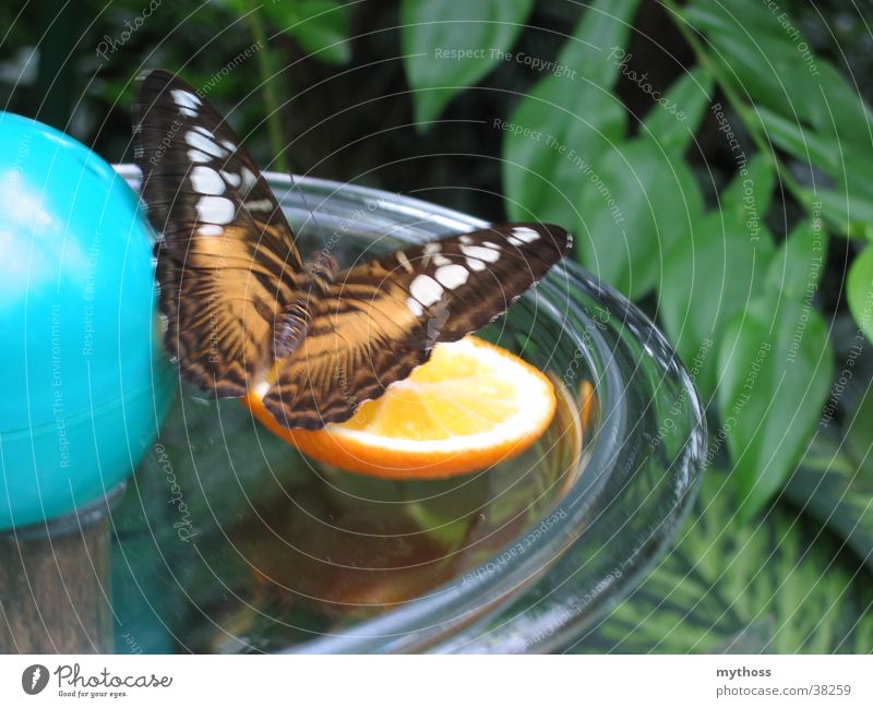 butterfly Butterfly Green Animal Transport Nature Flying Orange