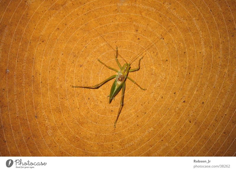 grasshopper alder Insect Locust Nature Detail Carausius Morosus