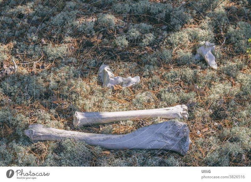 Animal Bones In A Woodland Area - The end of an animal in the form of skeletal remains, i.e. bones in a piece of forest. skeleton wood dead nature death limp