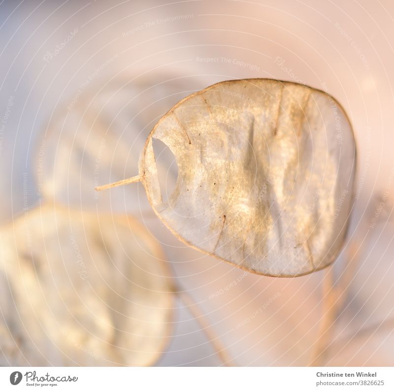 golden shining seed silicles of the annual silver leaf / Lunaria annua. Close-up with shallow depth of field. garden silver leaf Silverling Garden Moon Violet