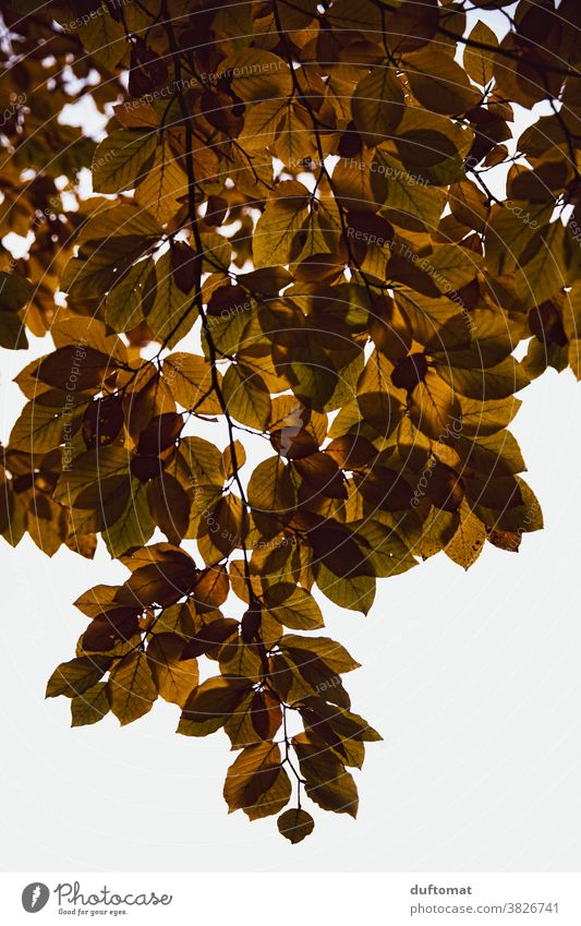 Hanging twig with autumn leaves Autumn foliage Nature Autumnal Autumn leaves Autumnal colours Early fall Leaf Exterior shot Tree Transience Change