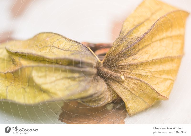 dry fruit husk of the Physalis peruviana, Cape gooseberry, Andean berry on light background Sheath Dry peruvial physique Structures and shapes Detail
