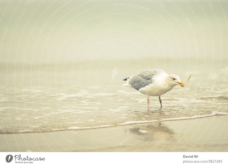 Gull with a fish in his beak Seagull Fish Beak To feed Ocean North Sea Baltic Sea Beach Catch coast Bird Snapshot