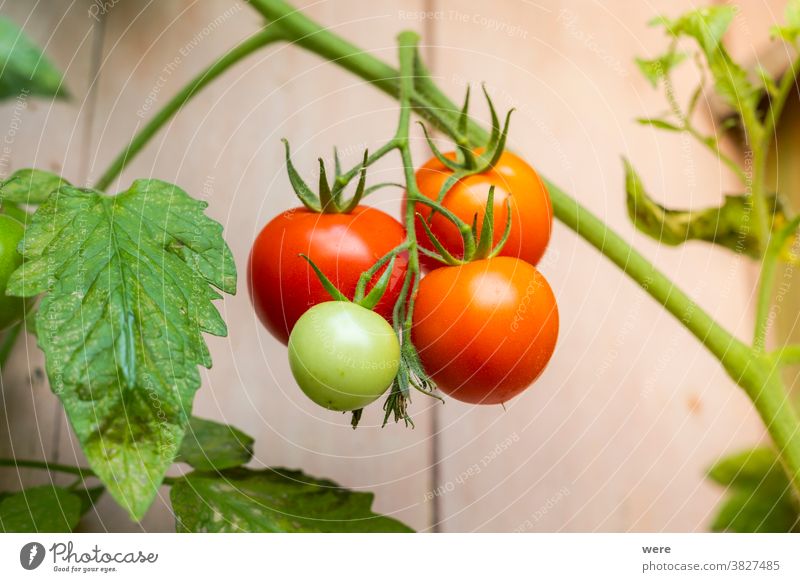 Ripe tomatoes hang from a tomato plant copy space farmer flowers food fruit fruit growing garden gardening nature nobody organic food regional regional products