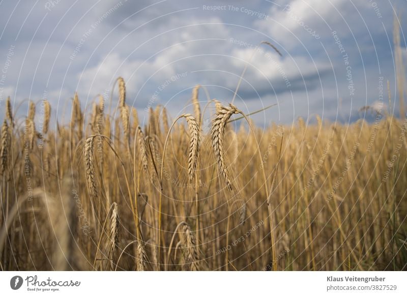 Grain field with cloudy sky, big eras in the foreground. Field Clouds Sky Barley Rye Wheat Oats Summer Agriculture Ear of corn Nature Cornfield Food Deserted