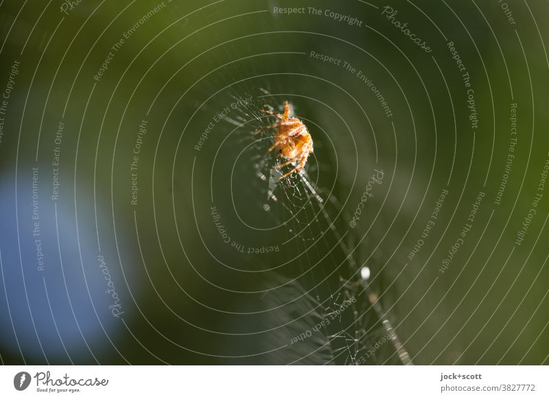 Spider in the web for prey Spider's web Net Nature Insect animal world Motionless Construction Cross spider Watchfulness Wait Trap animal behavior Center point