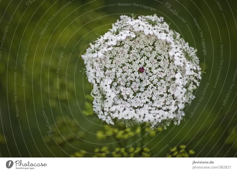 with dab Nature Plant Flower Blossom Wild plant Natural Beautiful Green Red White Contentment Environment Colour photo Exterior shot Close-up Deserted