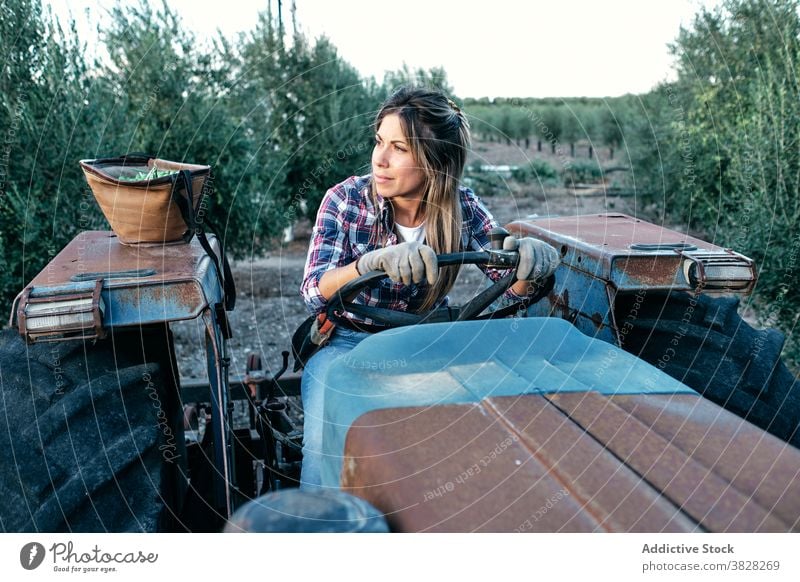 Female farmer with tractor on olive plantation harvest machine woman agriculture rural female satisfied adult small business owner work organic job agronomy