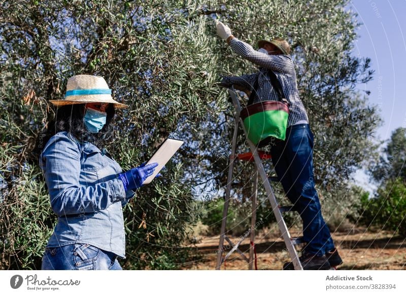 Farmers working in plantation during harvest season woman farm fruit agriculture using tablet garden horticulture protect coronavirus covid covid19 covid 19