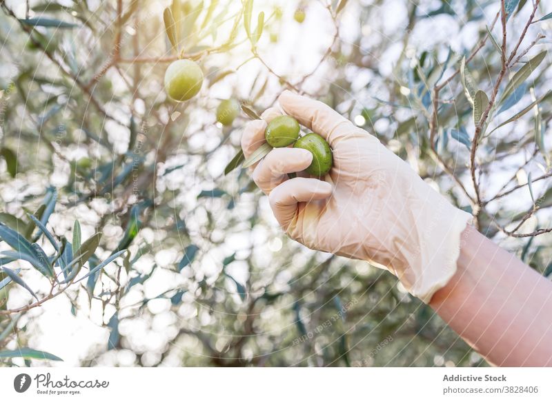 Crop farmer harvesting fresh fruits from tree pick olive agriculture branch garden raw cultivate rural green organic ripe growth nature glove gardener food