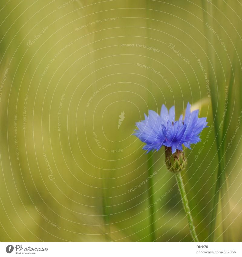 Blue flower Grain Plant Flower Grass Leaf Blossom Cornflower Stalk Blade of grass Field Manmade landscape Cornfield Grain field Margin of a field Blossoming