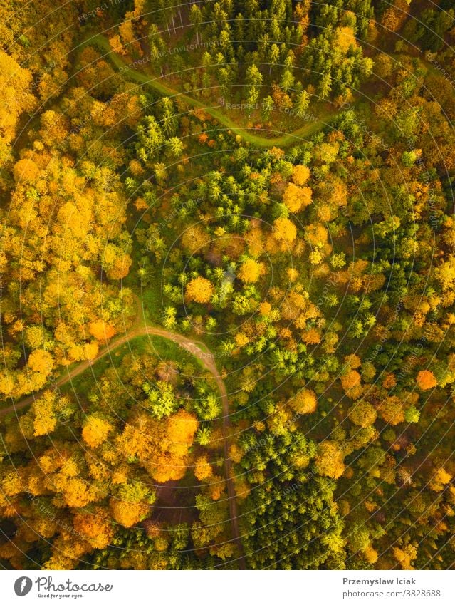 Aerial view of autumn forest in South styrias Green hart of Austria background tree South Styria woods Alpine nature topview leaf colorful landscape hiking fall