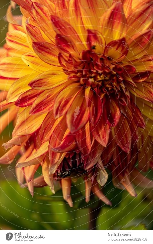 closeup of beautiful orange dahlia blooming with fly sitting on it Autumn background beauty black blossom bokeh botany bright brown bugs color colorful