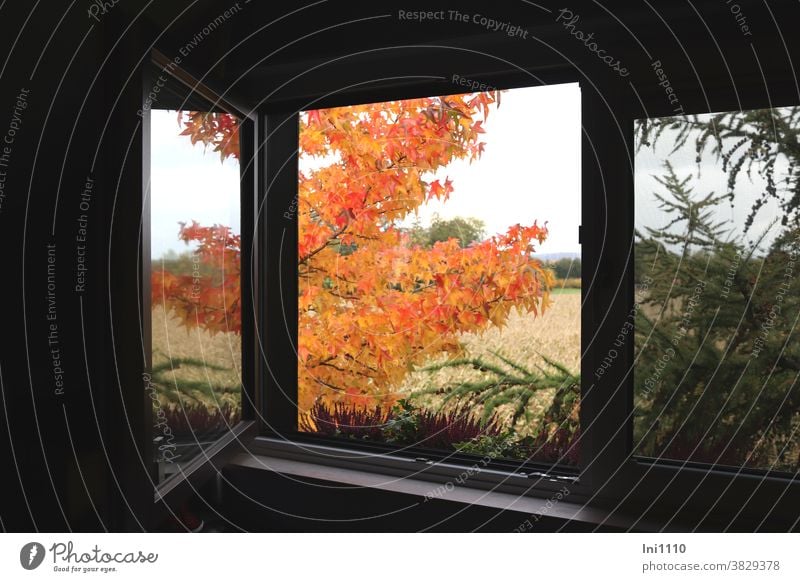 View through the window on amber tree in autumn colouring Liquidambar styraciflua Autumnal colours Indian Summer October leaves yellow orange