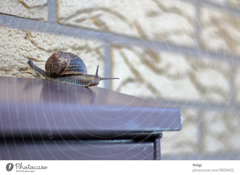 Snail mail - Roman snail crawling around on a mailbox Crumpet escargot Animal crawling animal Mailbox Wall (building) Metal clinker creep snail mail Snail shell