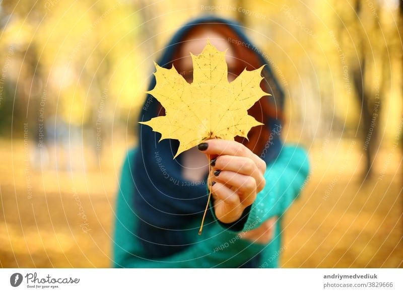 girl holding a yellow maple leaf in autumn. Autumn leaves. selective focus female park foliage forest woman beautiful nature fall hand colorful october season
