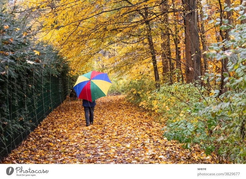 Person walks with colorful umbrella in the forest under autumnal leaves in the rain Autumn Recreation Walk autumn color autumn forest bad weather caucasian