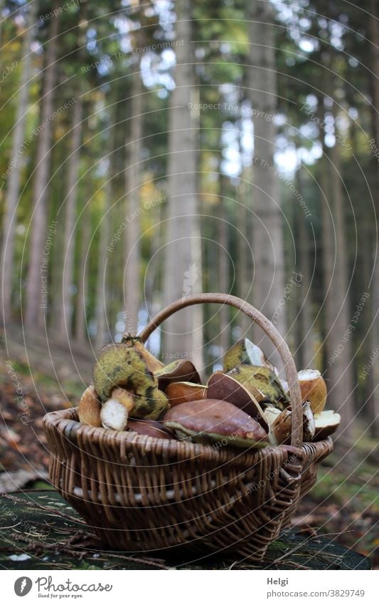 successful search - wicker basket with mushrooms stands on the forest floor, trees in the background Cep Basket Wicker basket Forest Woodground Mushroom Autumn