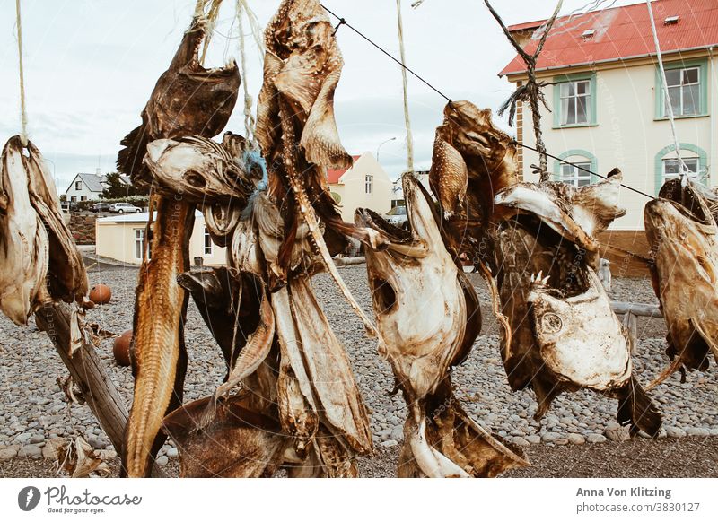 Dried fish heads Fish head dried fish Dead animal Day Nutrition Food Animal Death Detail Colour photo Fish market leash houses House (Residential Structure)