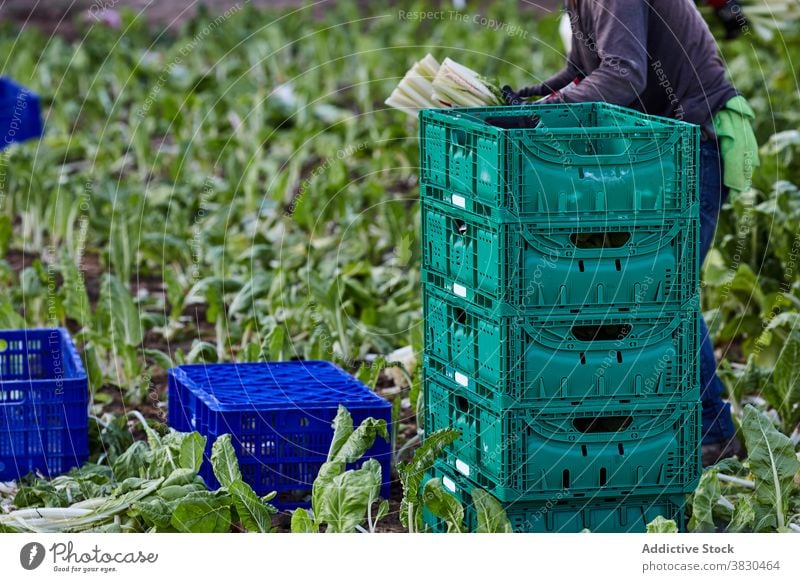 Crop farmer harvesting vegetables in box collect agriculture man lettuce plastic container male ripe plantation organic countryside field rural job work