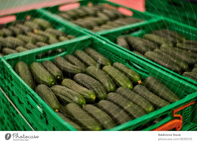 Fresh cucumbers in plastic containers vegetable farm package agriculture organic harvest food facility tasty ripe row natural production healthy box fresh