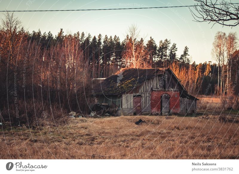 rural wooden hut old abandoned and pine trees forest landscape aged ancient architecture autumn background barn broken building cottage country countryside