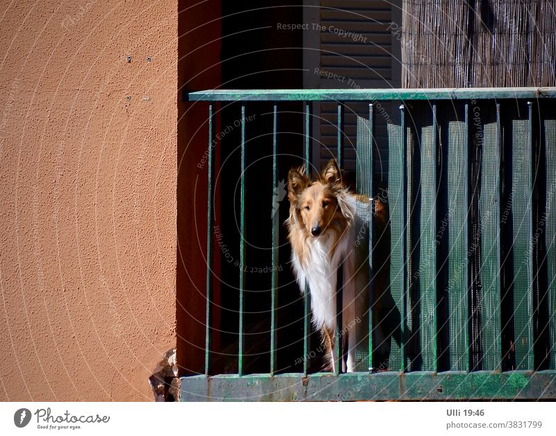 Collie looks sadly towards freedom. House (Residential Structure) Balcony house wall rail Dog Puppydog eyes Longing Curiosity inquisitorial longing for fun