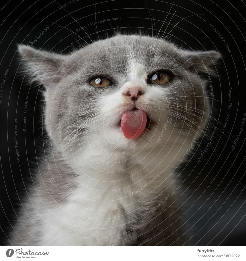funny cute kitten sticking out tongue cat pets british shorthair cat one animal purebred cat feline fluffy fur kitty adorable beautiful blue white gray