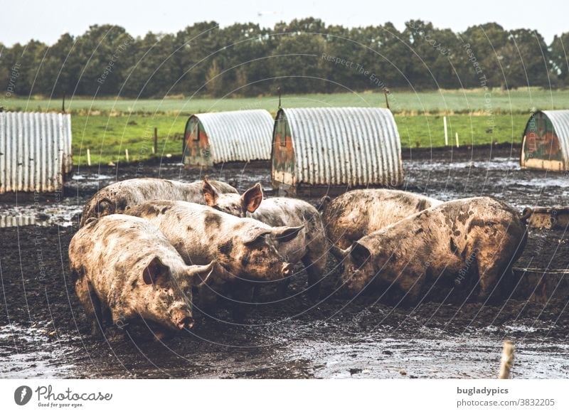 A group of pigs in the mud in a free-range system. In the background small shelters for the animals, a meadow and a small wood. Swine Sow sows Dirty Sludgy