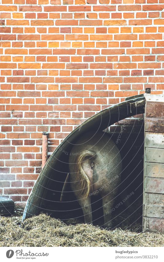 Pig / sow in a shelter in front of a brick wall /brick wall /brick wall Swine Sow brook Barn stables Farm animal Agriculture Keeping of animals Organic farming