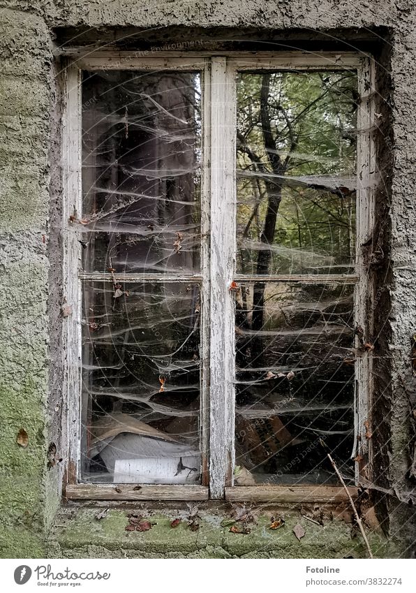 No windows have been cleaned here for a long time. Very long - or the window of a lost place is covered with many spider webs. Nevertheless a tree is still reflected in the window pane.