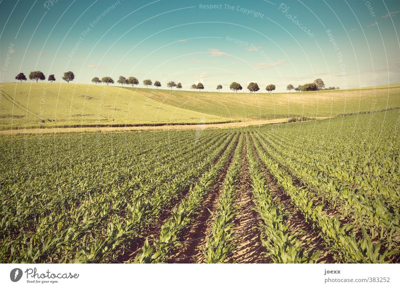 lines Landscape Plant Earth Sky Clouds Horizon Beautiful weather Tree Agricultural crop Field Hill Large Blue Brown Yellow Green Conscientiously Calm Idyll