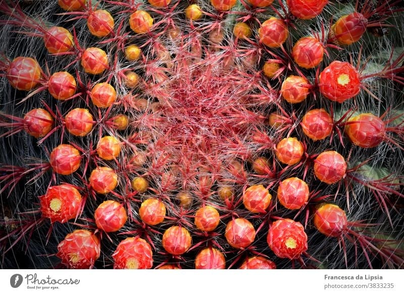 Cactus with red flower buds Close-up Bud Plant Thorny Macro (Extreme close-up) Colour photo Nature Deserted Detail Exotic Exterior shot Summer