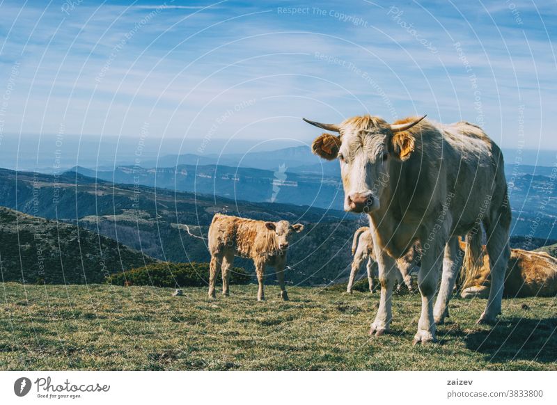 Portrait of a white cow and a calf looking at camera in the heights landscape cows group herd brown green meadow bushes shrubs altitude extension field grass