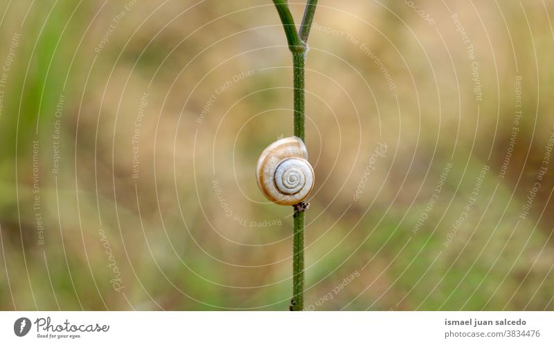 little brown snail on the flower in the nature in autumn season animal bug Insect animal shell Mollusk plant small alone sleeping Cute Garden Exterior shot